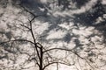 Black tree with bare branches against the background of a gloomy cloudy sky. Loneliness concept. Space for text Royalty Free Stock Photo