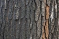 Black tree bark texture close-up Royalty Free Stock Photo