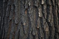 Black tree bark texture close-up Royalty Free Stock Photo