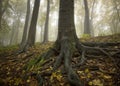 Black tree with big roots in a golden fores Royalty Free Stock Photo