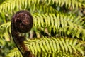 Black tree fern frond - Cyathea medullaris Royalty Free Stock Photo