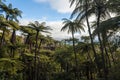 Black tree ferns forest Royalty Free Stock Photo