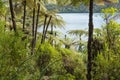 Black tree ferns growing in rainforest in New Zealand Royalty Free Stock Photo