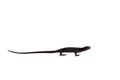 Black tree monitor lizard on white Royalty Free Stock Photo