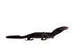 Black tree monitor lizard on white Royalty Free Stock Photo
