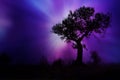 Black tree over blue and purple background