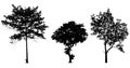 Black tree silhouettes collection isolated on white background Royalty Free Stock Photo