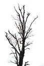 Black tree silhouettes isolated on white background , silhouette of trees.Isolated dead tree on a white background Royalty Free Stock Photo