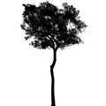 Black tree silhouettes on white background , silhouette of trees