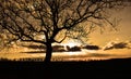 Black tree sillhouette on yellow sunset sky clouds