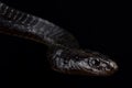 Black Tree Snake Thrasops jacksonii