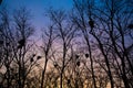 Black tree trunks with nests of crows on the background of a beautiful sunset. Royalty Free Stock Photo