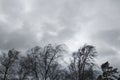 Black trees with bare branches without leaves bent under strong wind in bad cold weather Royalty Free Stock Photo