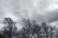 Black trees with bare branches without leaves bent under strong wind in bad cold weather Royalty Free Stock Photo