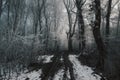 Black trees in foggy forest Royalty Free Stock Photo