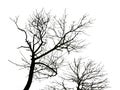 Black Trees Silhouette Isolated Graphic Royalty Free Stock Photo