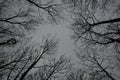 Black trees tangled in a gray sky Royalty Free Stock Photo