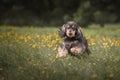 Black tri color english cocker spaniel running on green grass at summer. Portrait of dog Royalty Free Stock Photo