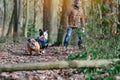 Black tri-color and red english british bulldogs  running and  playing with owner in the forest on sunny warm day Royalty Free Stock Photo