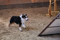 Agility competitions, sports with dog to improve contact between pet and person. Black tricolor Australian Shepherd Aussie quickly Royalty Free Stock Photo