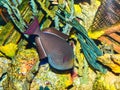 Black Trigger Fish on Coral Reef