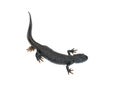 Black Triton lizard with tucked leg isolated on white background. The view from the top. Royalty Free Stock Photo