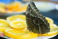 Black tropical butterfly eating tangerine Royalty Free Stock Photo