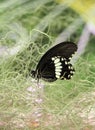 Black, tropical butterfly in the garden . Butterfly with open, black, velvet wings and a white pattern. Royalty Free Stock Photo