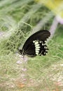 Black, tropical butterfly in the garden . Butterfly with open, black, velvet wings and a white pattern. Royalty Free Stock Photo