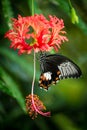 Black tropical butterfly on hibiscus flower