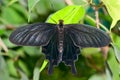 Black tropical butterfly Royalty Free Stock Photo