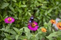 Black tropical butterfly on pink flower. Butterfly with eyes on wings. Wild nature of tropical ecosystem. Royalty Free Stock Photo