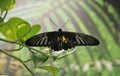 A black, tropical butterfly sits on a tree branch in the garden . A butterfly with open, black, transparent wings and a yellow out Royalty Free Stock Photo