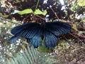 Black tropical butterfly sitting on a plant Royalty Free Stock Photo