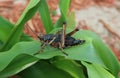 Black tropical grasshopper on green leaf in Florida wild, closeup Royalty Free Stock Photo