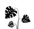 black tropical leaves isolated on white Royalty Free Stock Photo