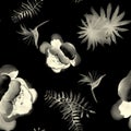 Black Tropical Plant. Gray Seamless Botanical. White Pattern Background. Flower Art. Spring Hibiscus. Garden Texture. Wallpaper Royalty Free Stock Photo