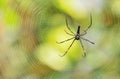 Black tropical spider