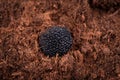 Black truffle in the ground. Truffle hunt. Mushroom cultivation. Delicacy exclusive truffle mushroom. Piquant and