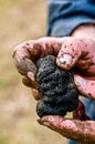 Black truffle hands Royalty Free Stock Photo