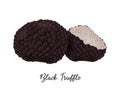 Black Truffle Mushroom on white background, natural food ingredient, realistic vector illustration