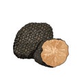 Black truffle mushroom, whole truffle tuber and cut in half, underground wild tuber