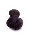 Black truffle on white Royalty Free Stock Photo