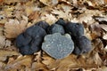 Black truffles (Tuber melanosporum) Royalty Free Stock Photo