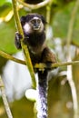 Black tufted ear marmoset in the woods