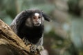 Black-tufted marmoset