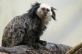 Black-tufted marmoset Royalty Free Stock Photo