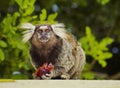 Black-tufted marmoset