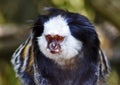 Black Tufted Marmoset Callithrix penicillata Royalty Free Stock Photo