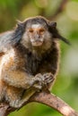 Black-tufted marmoset - Callithrix penicillata Royalty Free Stock Photo